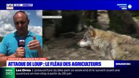 Alpes-de-Haute-Provence: Laurent Depieds, président de la FDSEA, comptabilise "quasiment 120" attaques de loup