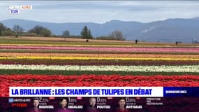 Alpes-de-Haute-Provence: l'accès aux champs de tulipes en question à La Brillanne