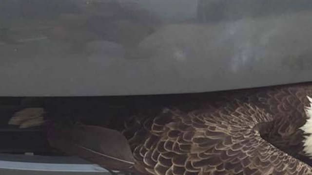 Cet aigle à tête blanche était coincé dans le pare-choc d'une Saturn, en Floride, après l'ouragan Matthew.