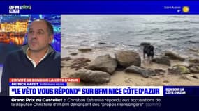 Le véto répond à vos questions sur BFM Côte d'Azur