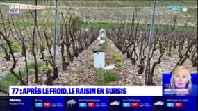 Seine-et-Marne: après le froid, le raisin en sursis