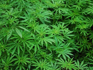 Plusieurs députés de tous bords réclament la légalisation du cannabis.