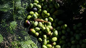 Des olives dans un filet pendant la récolte dans une oliveraie à Imperia, en Italie, le 3 novembre 2023.