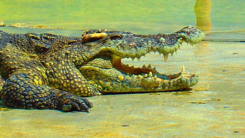 Hermès promet des sanction à l'encontre des élevages qui lui fournissent des peaux de crocodiles et d'alligators qui maltraiteraient les animaux. 