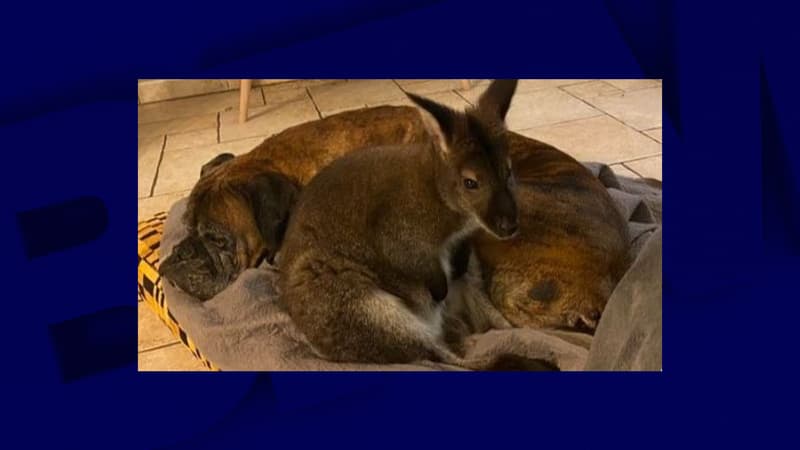 Drôme: une employée de zoo sauve un bébé wallaby en le portant dans une poche pendant 6 mois