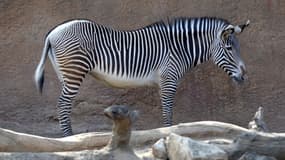 Un zèbre au zoo de Los Angeles le 26 mars 2013. (Photo d'illustration)