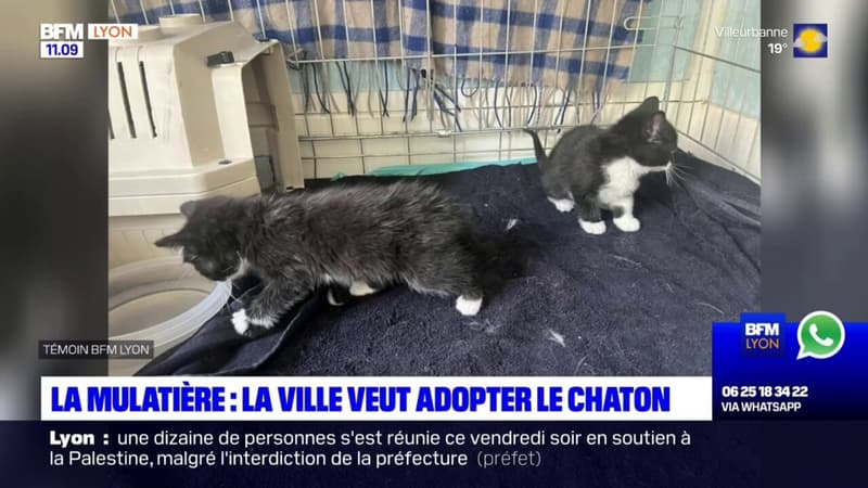 La Mulatière: la ville veut adopter le chaton qui était coincé derrière une cloison