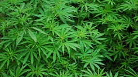 Du cannabis