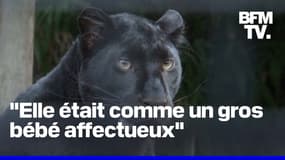 6 ans après, les anciens propriétaires d'une panthère noire sont jugés à Lille