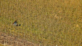 Un ouvrier agricole contrôle des vignes dans un vignoble, à Cramant, dans l'est de la France, le 21 février 2022. (illustration)