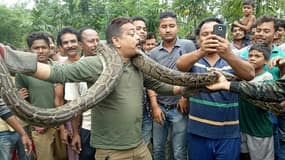 Le garde forestier indien Sanjay Dutta pose pour des photo avec un python à Sahebbar, dans le Bengal occidental, en Inde, le 17 juin 2018
