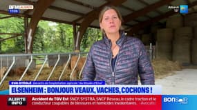 "C'est une passion": à la rencontre d'Eva, agricultrice à Elsenheim