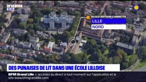 Des punaises de lit observées dans une école lilloise