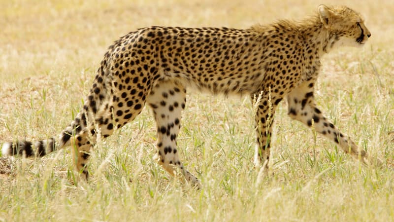 Animal de taille moyenne, le guépard est taillé pour la course.