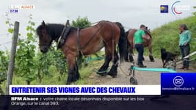 Haut-Rhin: entretenir les vignes avec des chevaux