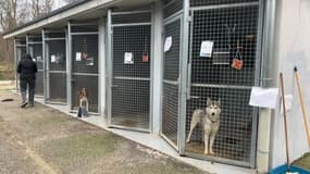 La SPA a dû mettre en place une liste d'attente face au nombre d'abandons. 