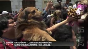 Des Péruviens font bénir leurs chiens par un prêtre: les images insolites