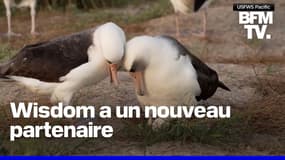  États-Unis: le plus vieil oiseau sauvage connu pond un œuf à l'âge de 74 ans 