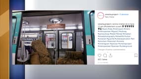 Du foin répandu dans une rame de métro