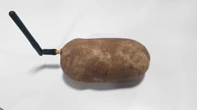 La patate connectée POTATO