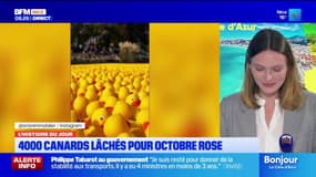 L'histoire du jour avec @ValentineBrvt : 4000 canards lâchés pour Octobre Rose à Mandelieu