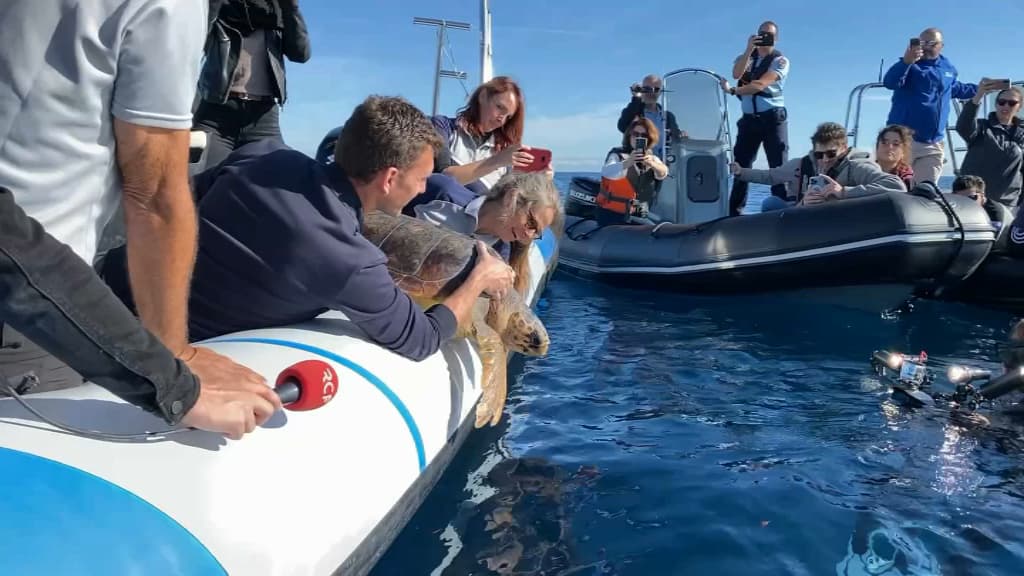 La tortue Calypso avait été retrouvée blessée il y a cinq mois. La tortue Calypso avait été retrouvée blessée il y a cinq mois.