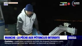 Manche: après deux semaines de reprise, la pêche aux pétoncles finalement interdite