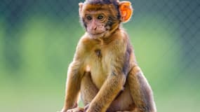 Un bébé macaque dans son enclos, dans un zoo (Photo d'illustration).