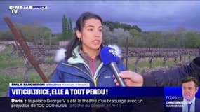 Cette viticultrice a perdu toute sa récolte en une nuit à cause du gel, elle témoigne