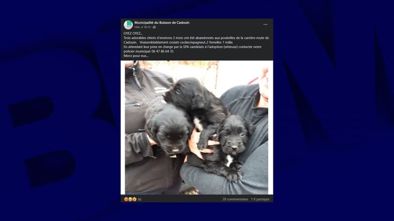 Les trois chiots retrouvés au Buisson-de-Cadouin en Dordogne le 6 février 2024.