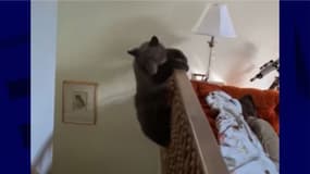 L'un des ours qui s'amusait dans la maison