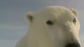 Des ours polaires filment leur difficile survie