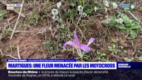 Martigues: une fleur menacée par les motocross