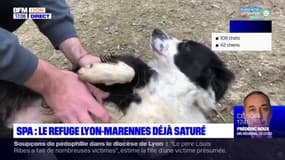 SPA : le refuge Lyon-Marennes déjà saturé