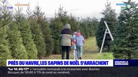 Seine-Maritime: la vente direct de sapins est un succès