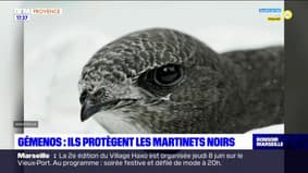 Bouches-du-Rhône: ils protègent les martinets noirs à Gémenos