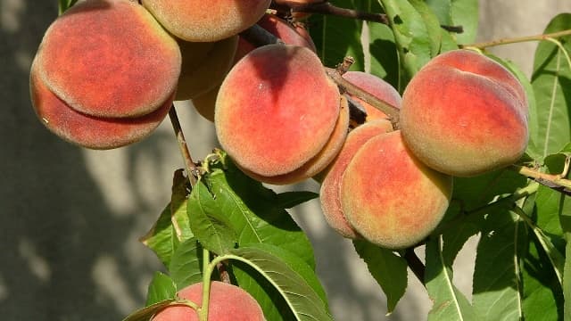 Les consommateurs, eux, font plus attention aux prix des fruits qu’ils achètent, qu'à leur origine...