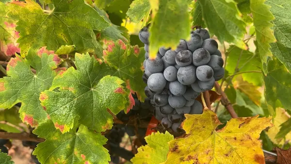 Une grappe de raisin du domaine Nosary à Villeneuve (Alpes-de-Haute-Provence)