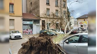 Un arbre s'est effondré ce vendredi 29 mars, dans le 7e arrondissement de Lyon, rue Pré-Gaudry