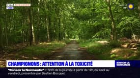 Seine-Maritime: attention à la toxicité des champignons