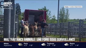 Maltraitance animale: à la foire chevaline de Maurs, "on constate (...) qu'il n'y a pas beaucoup d'évolution", dénonce Damien Wolff, de la Fondation Brigitte Bardot