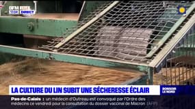 Nord: la culture du lin subit les dégâts d'une "sécheresse éclair"