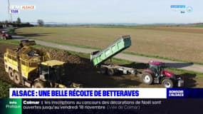 Alsace: une belle récolte de betteraves sucrières après la sécheresse estivale