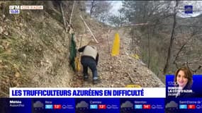 Les trufficulteurs azuréens en difficulté