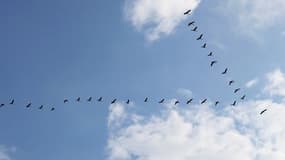 Le bruit du trafic automobile affecterait particulièrement les oiseaux, au cerveau très développé et dont les capacités cognitives sont essentielles pour s'orienter. (Photo d'illustration)