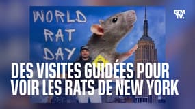 À New York, un tiktokeur organise des visites guidées pour observer... les rats 