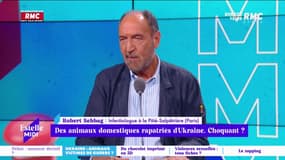 Des animaux domestiques rapatriés d'Ukraine : choquant ? L'avis de Robert Sebbag