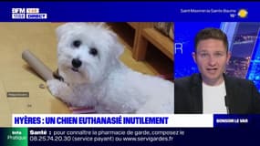 Var: un chien entanasié inutilement à Toulon