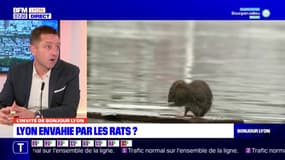 Lyon: comment lutter contre la prolifération des rats?