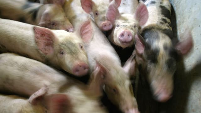Le prix du kilo de porc est tombé à 1,07 euro.